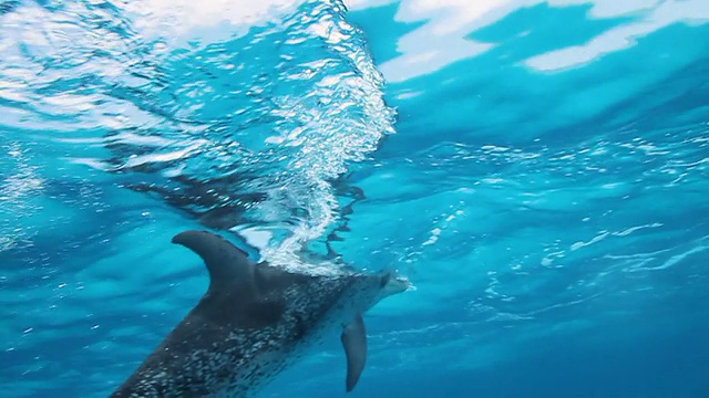 海豚和名潜水员视频素材
