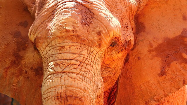 非洲的大象视频素材