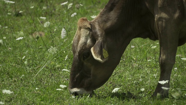 牛吃草-超级慢的动作视频素材