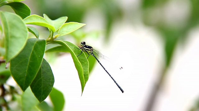 叶子上的蜻蜓视频下载