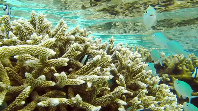 珊瑚礁和鱼群视频素材