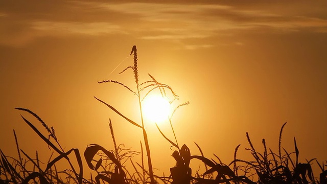 《夕阳下的死玉米地》视频素材