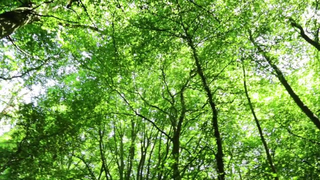森林的树冠……视频下载