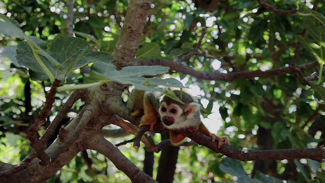 松鼠猴子在树上视频素材