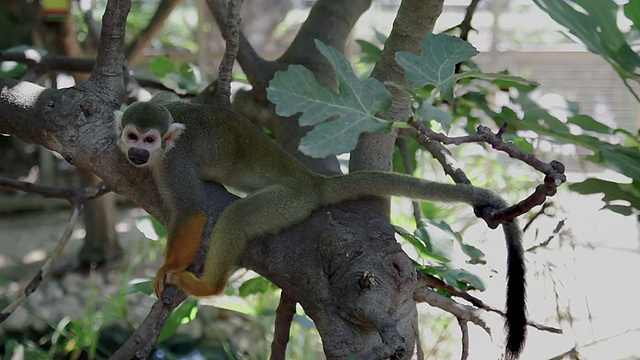 松鼠猴在树上休息视频素材