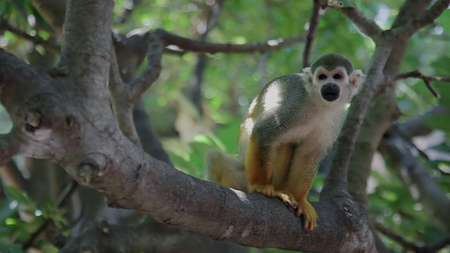 有趣的松鼠猴子在树枝上视频素材