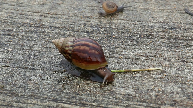 蜗牛散步视频素材