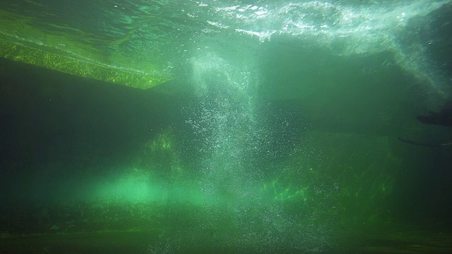 海狮潜水视频下载