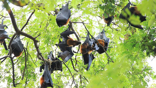 蝙蝠在树中。视频素材