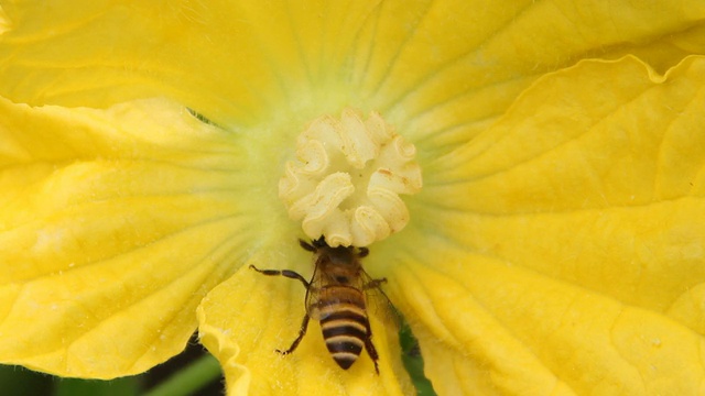 蜜蜂和花视频素材