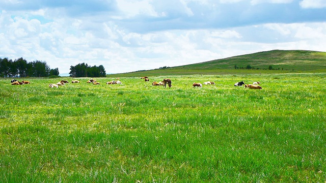 草原上成群的牛视频下载