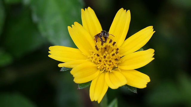 食蚜蝇在小黄花上视频素材
