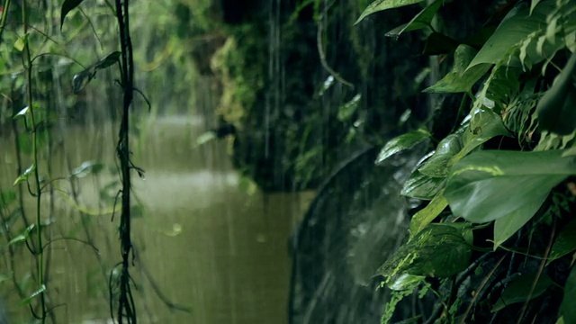 雨林里有热带雨视频下载