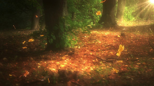 落叶在森林里循环视频素材