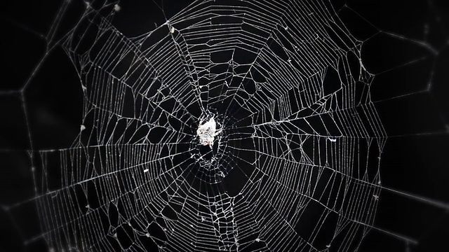 蜘蛛网视频素材