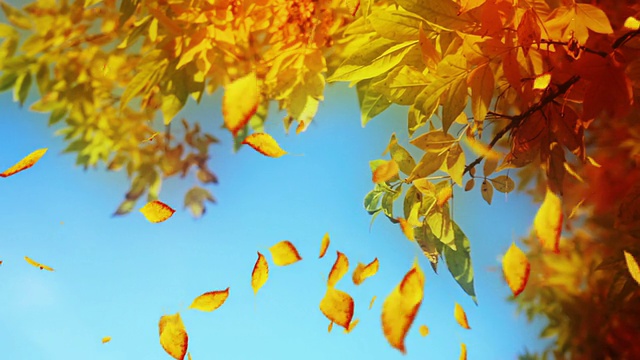 美丽的落叶在秋天循环视频素材