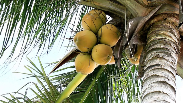 椰子在树视频下载