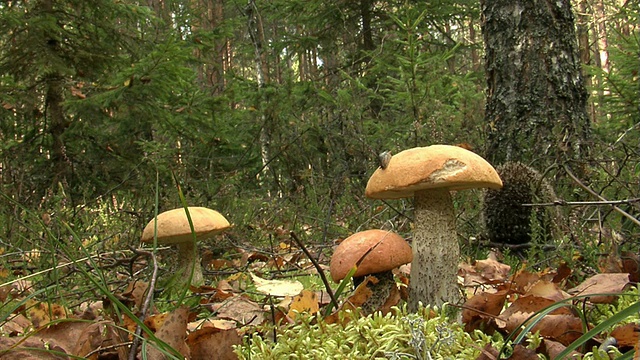 刺猬附近的蘑菇视频素材
