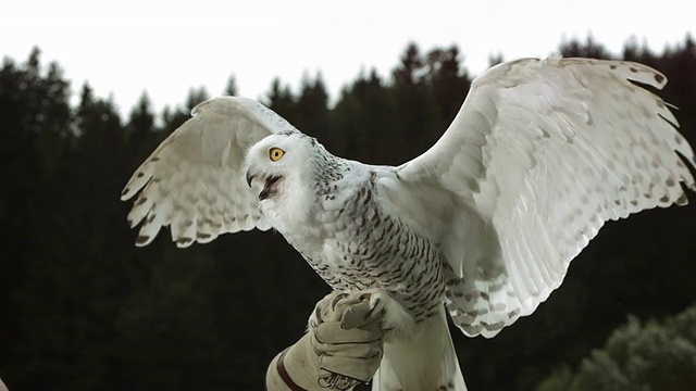高清超级慢动作:猎鹰和雪鸮视频素材