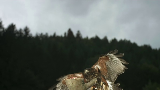 HD超慢莫:哈里斯鹰降落在树枝上视频素材
