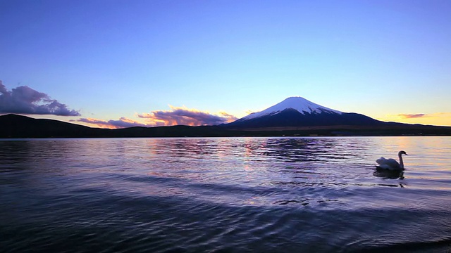 富士山和天鹅在黄昏游泳视频素材
