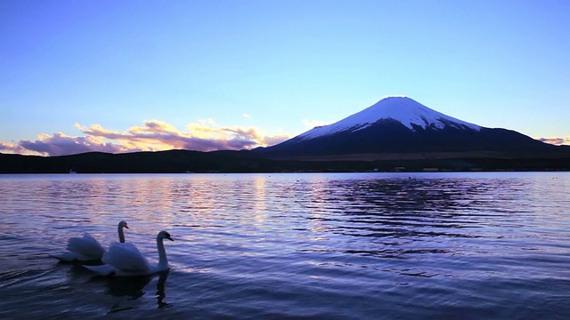 富士山和天鹅夫妇在黄昏游泳视频素材
