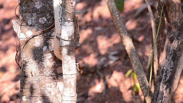 树干上昆虫特写镜头视频素材