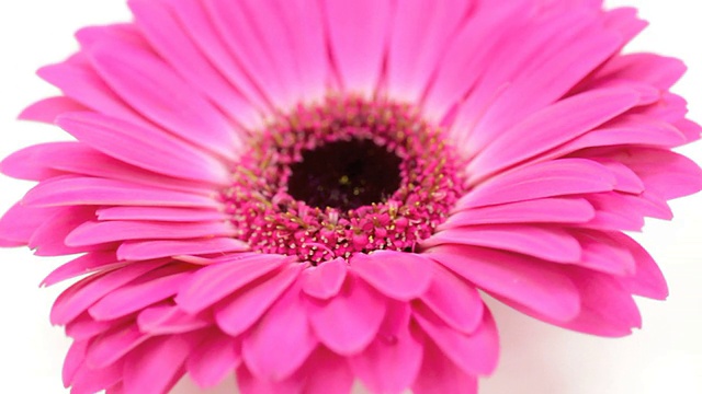 白色背景上的粉红色雏菊花视频下载