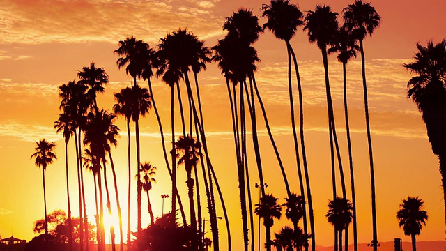 美国加州日落时的棕榈树视频下载