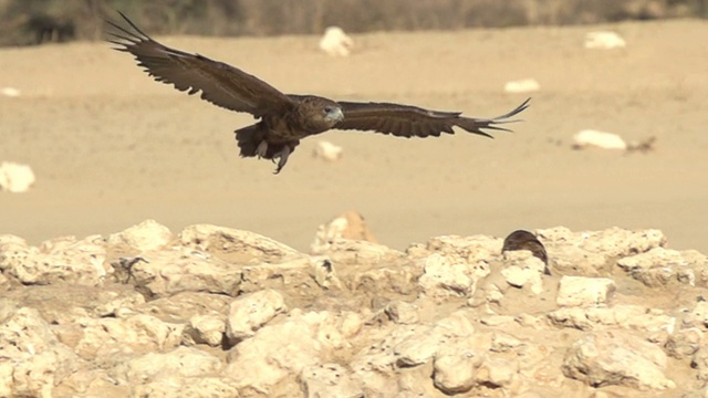 鹰，猛禽，慢动作飞行视频下载