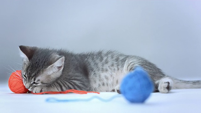 高清:小猫玩毛线球视频下载