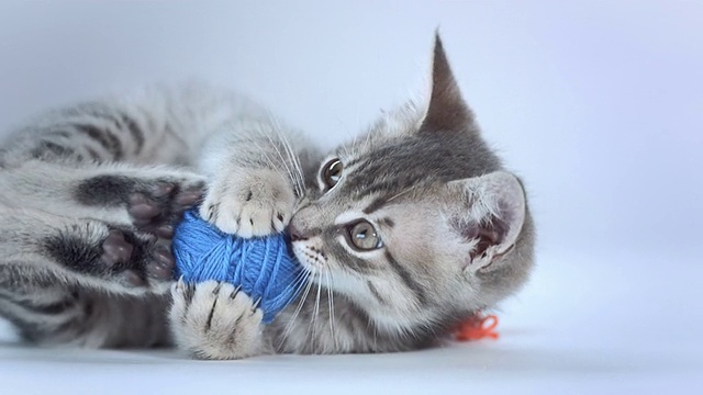 高清:可爱的小猫玩球视频下载
