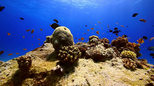 珊瑚和鱼视频素材
