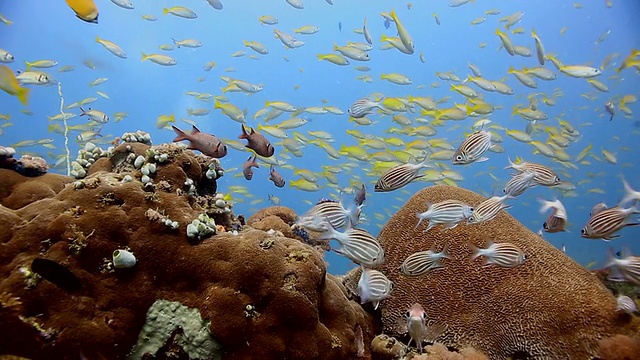 珊瑚和鱼视频素材