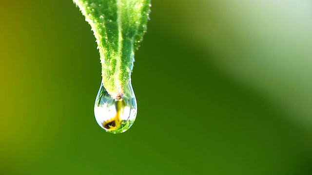 高清微距:水滴从树叶滴下视频下载