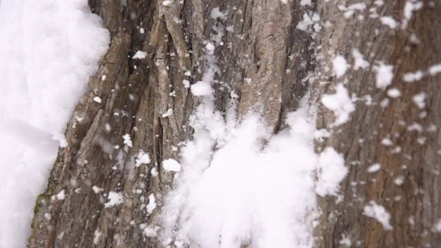 HD超级慢莫:雪球打树视频素材