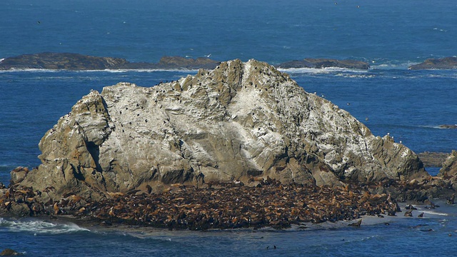 海岸岩石上的HD海狮视频素材