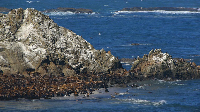HD海狮在岩石上视频素材