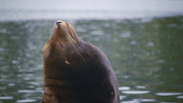 俄勒冈海岸的海狮视频素材