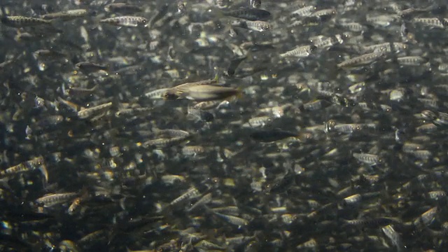 大学校的鲑鱼油炸3视频下载