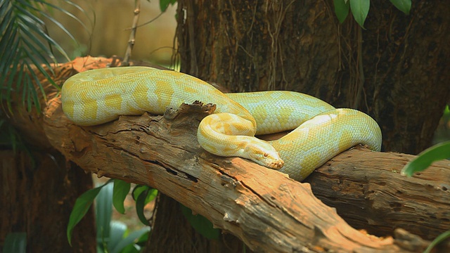 金色的泰国Python视频素材