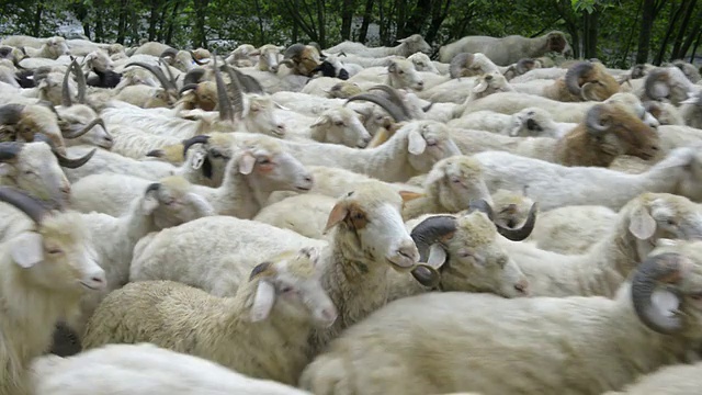 “动物”:一群羊视频素材