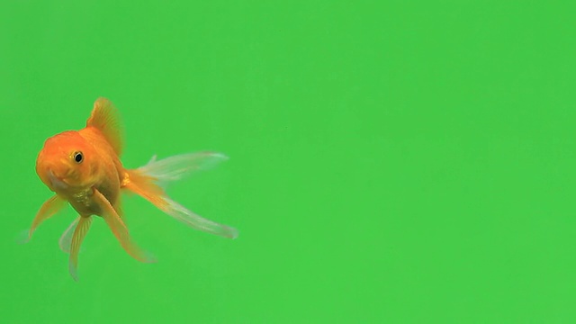 绿屏金鱼视频素材