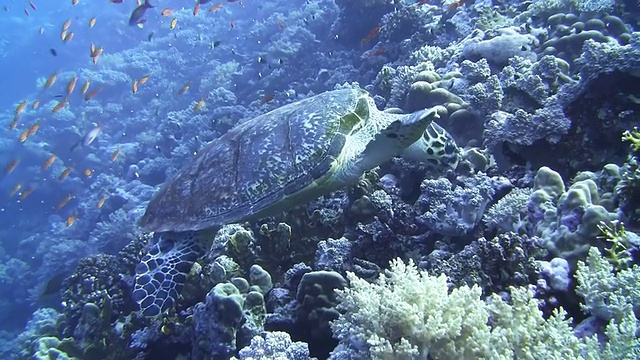 高清:海龟视频素材