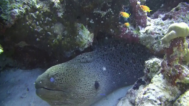珊瑚礁中的海鳗视频素材
