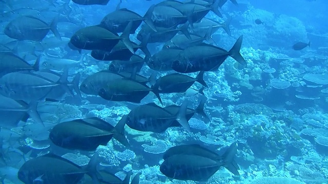 蓝水里的鱼群视频素材