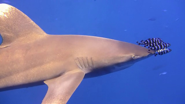 潜水员和鲨鱼一起游泳视频素材