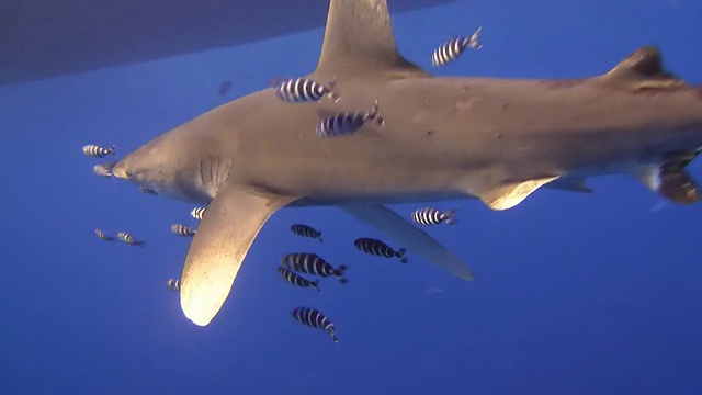 高清:鲨鱼的特写镜头视频素材