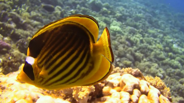 珊瑚礁鱼视频素材