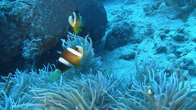 珊瑚海中的小丑鱼视频素材